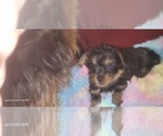 Small Photo #262 Yorkshire Terrier Puppy For Sale in AKRON, OH, USA