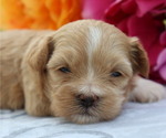 Puppy Lacey ShihPoo