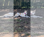 Small #1 Huskies -Retriever  Mix
