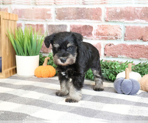 Schnauzer (Miniature) Puppy for sale in SYRACUSE, IN, USA