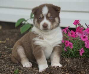 Siberian Husky Puppy for sale in FREDERICKSBG, OH, USA