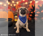 French Bull Wee - Male French Bull Weiner Puppy for Sale - Photo #2