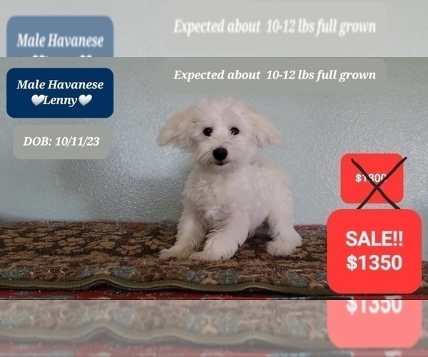 Medium Photo #2 Havanese Puppy For Sale in TUCSON, AZ, USA