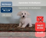 Small Photo #2 Havanese Puppy For Sale in TUCSON, AZ, USA