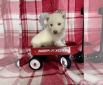 Puppy 6 Siberian Husky