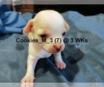 Small #2 Chihuahua