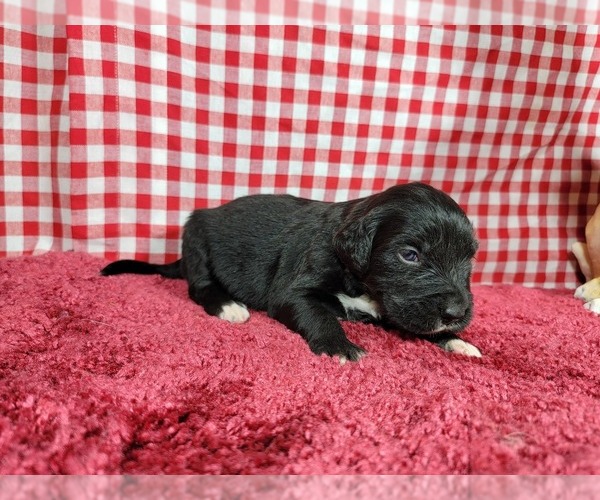 Medium Photo #59 Golden Mountain Dog Puppy For Sale in BLACK FOREST, CO, USA