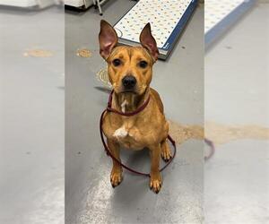 Mutt Dogs for adoption in Peoria, IL, USA