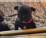 Image preview for Ad Listing. Nickname: Rose