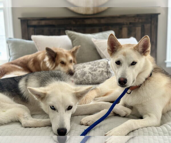 Medium Photo #10 Siberian Husky-Unknown Mix Puppy For Sale in Rockaway, NJ, USA