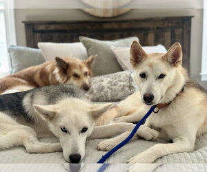 Marsha Lonestar* - Female Siberian Husky-Unknown Mix Dog for Adoption - Photo #10