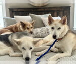 Small #9 Siberian Husky Mix