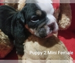 Small Photo #9 English Bulldog Puppy For Sale in COLUMBUS, OH, USA