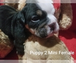 Small #8 English Bulldog