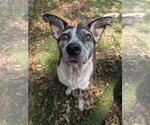Small #1 Mutt