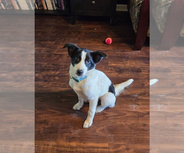 Medium Photo #1 Borador Puppy For Sale in Aurora, IN, USA