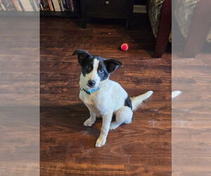 Borador Dogs for adoption in Aurora, IN, USA