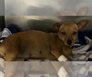 Chihuahua-Unknown Mix Dogs for adoption in San Antonio, TX, USA