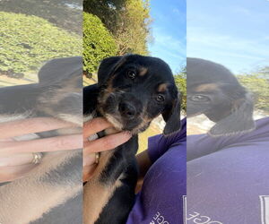 Mutt Dogs for adoption in Mobile, AL, USA