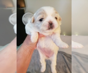 Pekingese Puppy for sale in TOOELE, UT, USA