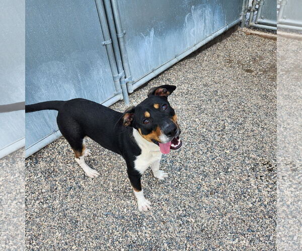 Medium Photo #22 Mutt Puppy For Sale in Fargo, ND, USA
