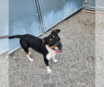 Small #21 Mutt