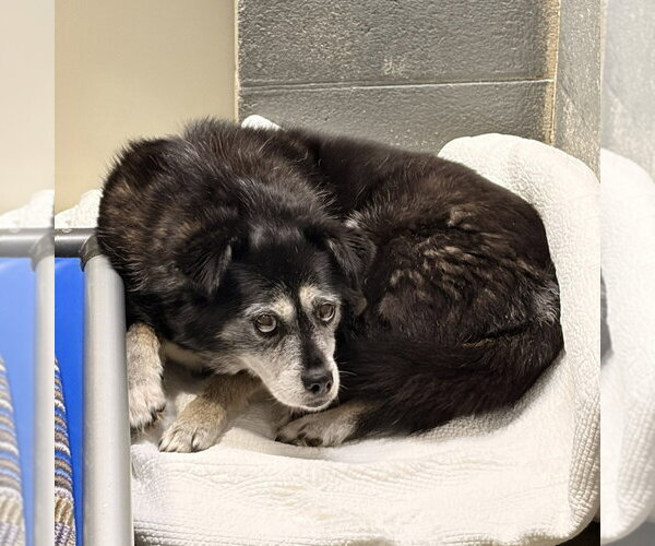 Medium Photo #2 Border Collie-Unknown Mix Puppy For Sale in Newfoundland, PA, USA