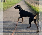Small #4 Doberman Pinscher