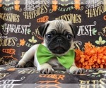 Small Photo #4 Pug Puppy For Sale in LAKELAND, FL, USA