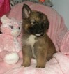 Small Photo #6 German Shepherd Dog Puppy For Sale in PALATKA, FL, USA