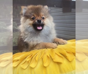 Pomeranian Puppy for Sale in CHARLOTTE, North Carolina USA