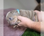 Small #2 Bulldog