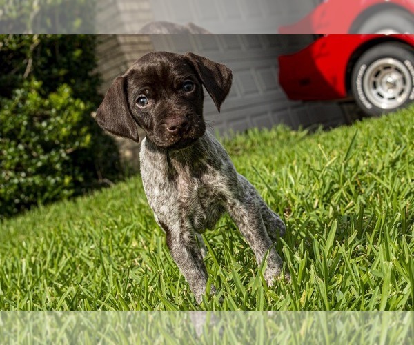 Medium Photo #3 German Shorthaired Pointer Puppy For Sale in MESQUITE, TX, USA