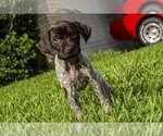 Small Photo #3 German Shorthaired Pointer Puppy For Sale in MESQUITE, TX, USA