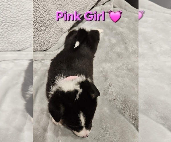 Medium Photo #18 American Corgi Puppy For Sale in JEFFERSON, GA, USA