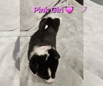 Small Photo #18 American Corgi Puppy For Sale in JEFFERSON, GA, USA