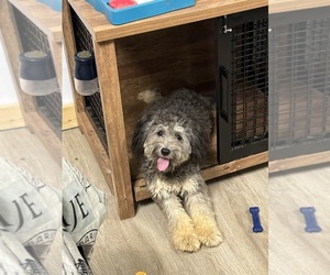 Poochis Puppy for sale in DOUGLASVILLE, GA, USA