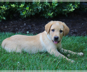 Labrador Retriever Puppy for sale in LEBANON, PA, USA