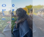 Small #6 America Bandogge Mastiff-Cane Corso Mix