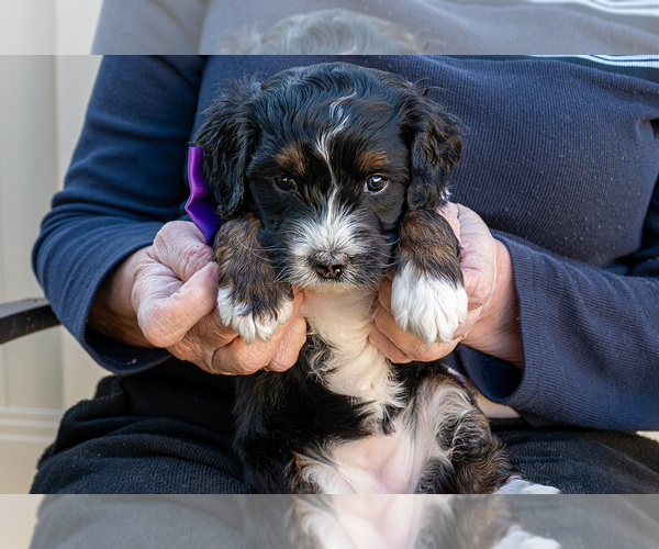 Medium Photo #4 Bernedoodle (Miniature) Puppy For Sale in ROY, UT, USA