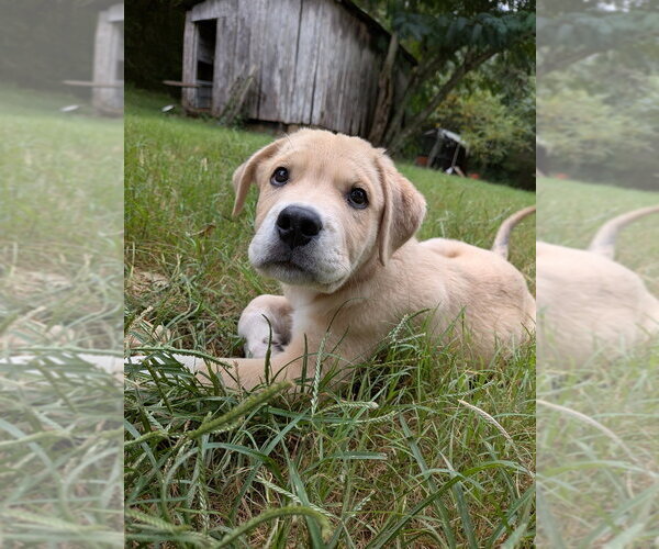 Medium Photo #1 Golden Retriever-Unknown Mix Puppy For Sale in Vail, AZ, USA