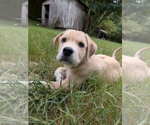 Golden Retriever-Unknown Mix Dogs for adoption in Vail, AZ, USA