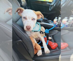 Mutt Dogs for adoption in San Juan Capistrano, CA, USA