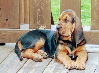 Medium Bloodhound