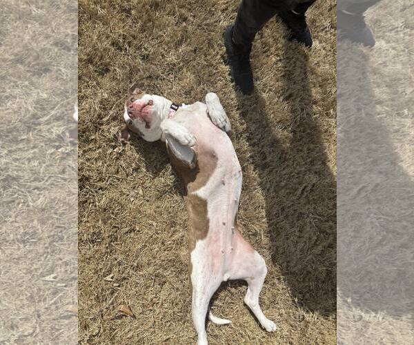 Medium Photo #10 American Staffordshire Terrier-Unknown Mix Puppy For Sale in Holly Springs, NC, USA