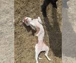 Small #9 American Staffordshire Terrier Mix