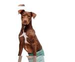 Small #16 Labrador Retriever Mix