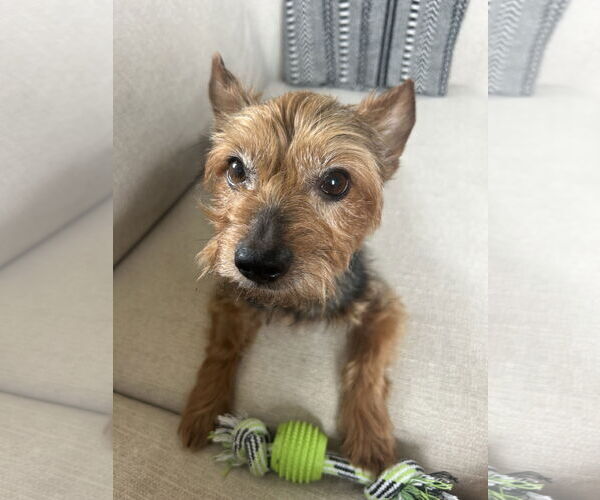 Medium Photo #2 Mutt Puppy For Sale in Allentown,, PA, USA