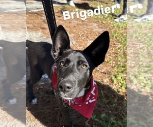 Siberian Husky-Unknown Mix Dogs for adoption in Sanford, FL, USA