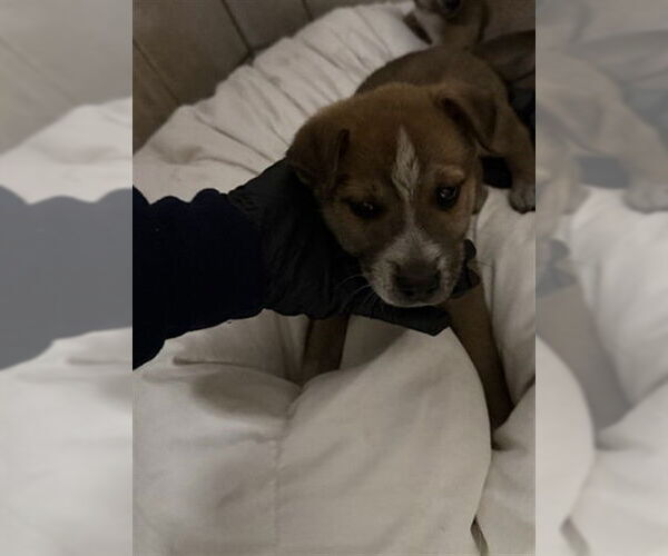 Medium Photo #1 Gerberian Shepsky Puppy For Sale in Stockton, CA, USA